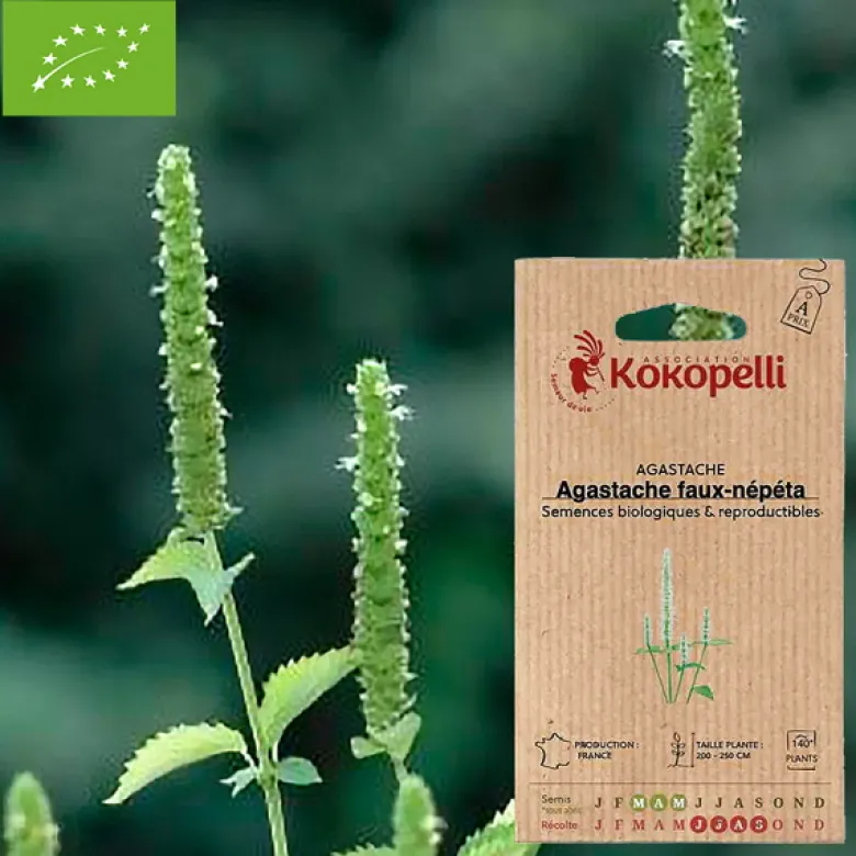 Agastache faux-népéta- graines bio à semer