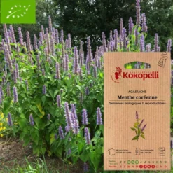 Agastache menthe coréenne- graines bio à semer