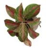 Aglaonema plante d'intérieur dans un pot en noix de coco