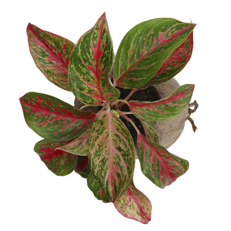 Aglaonema plante d'intérieur dans un pot en noix de coco