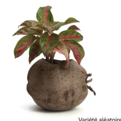 Aglaonema plante d'intérieur dans un pot en noix de coco