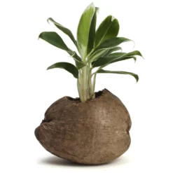 Aglaonema plante d'intérieur dans un pot en noix de coco