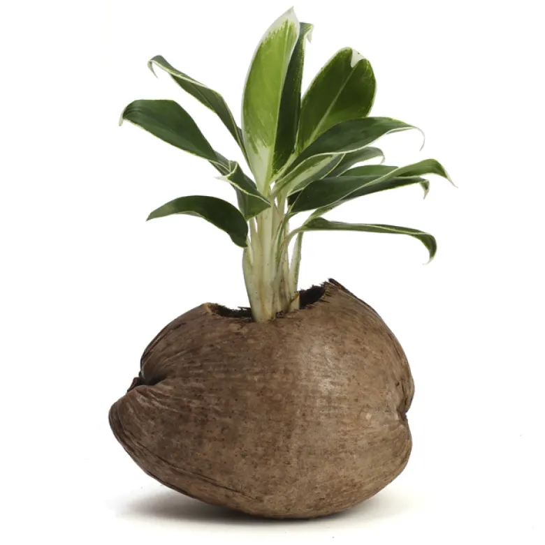 Aglaonema plante d'intérieur dans un pot en noix de coco