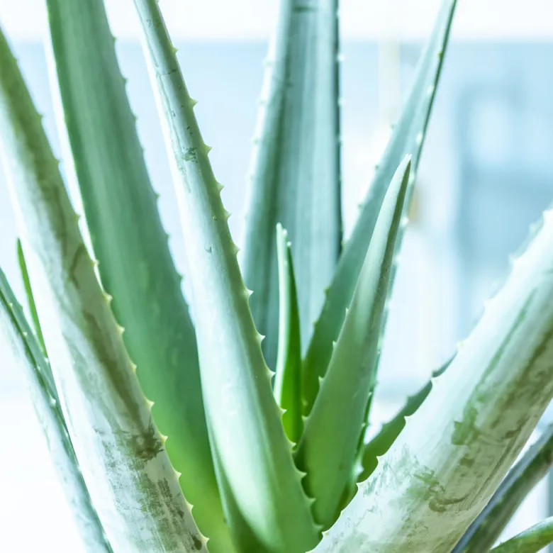 Aloe vera, plante d'intérieur d14