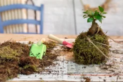 Atelier - kokedama - lille