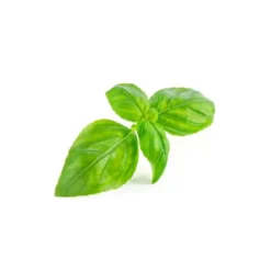 Basilic tropical - huile essentielle bio - 5ml garantie chromacert® - chémotypée