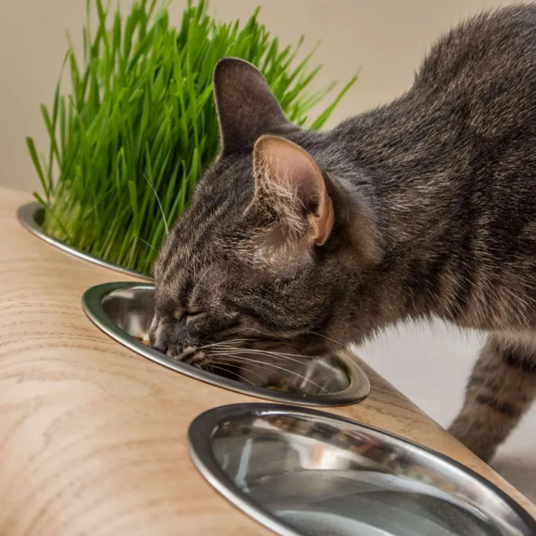 Buvo, gamelle ergonomique chat en chêne