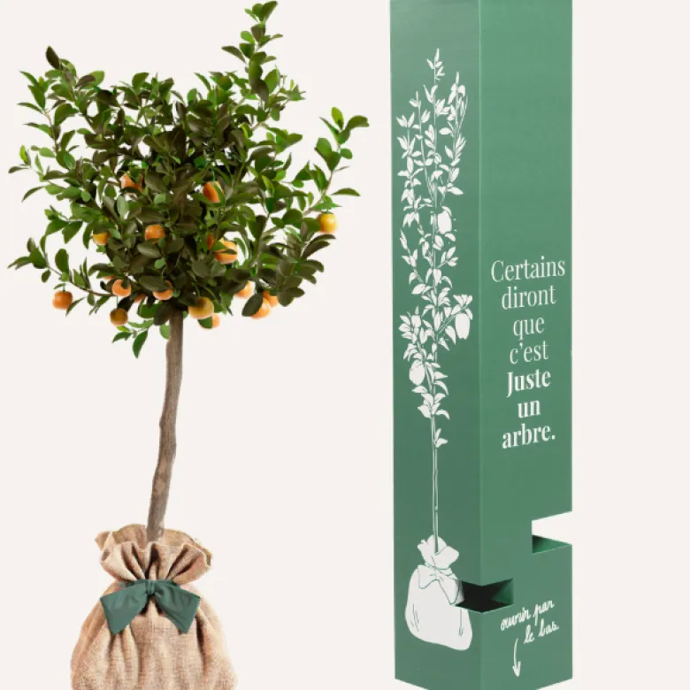 Calamondin - idée cadeau