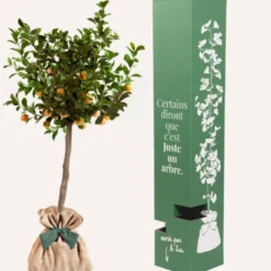 Calamondin - idée cadeau