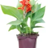Canna red golden flame' taille du pot - en pot de 3 litres