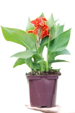 Canna red golden flame' taille du pot - en pot de 3 litres