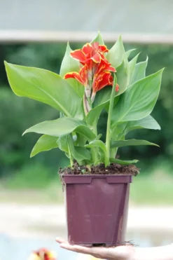 Canna red golden flame' taille du pot - en pot de 3 litres