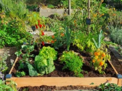 Carré potager bois douglas 126x126x14