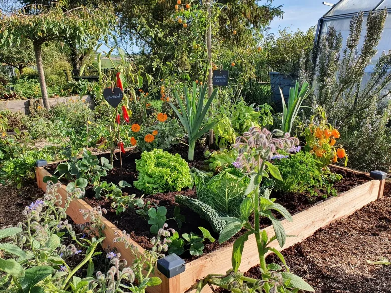 Carré potager bois douglas 126x126x14