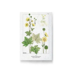 Carte à planter - bouton d'or