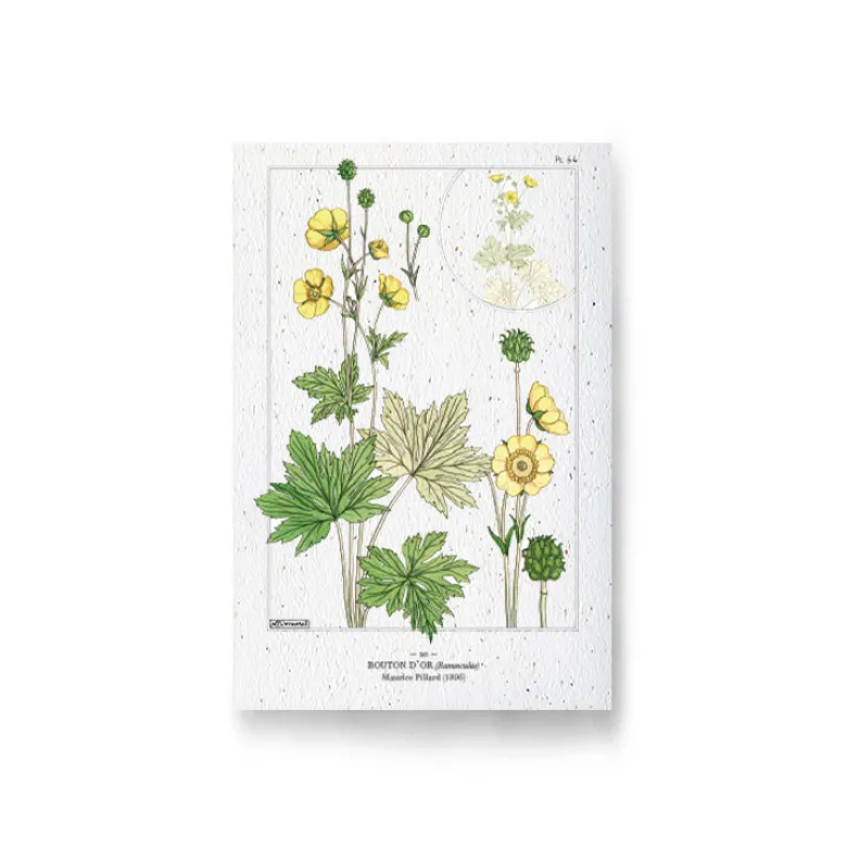 Carte à planter - bouton d'or