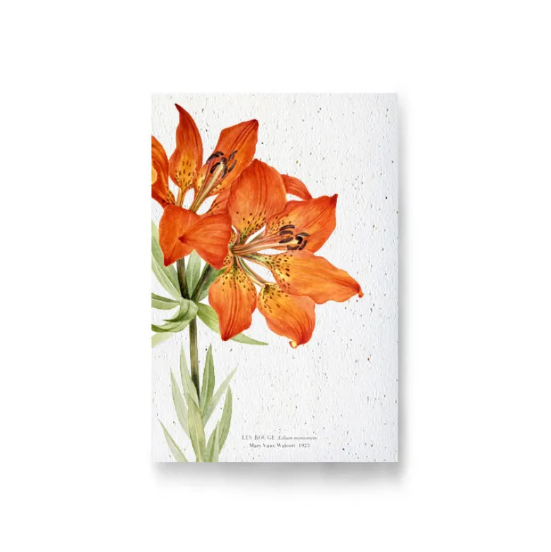 Carte à planter - lys rouge