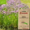 Ciboulette commune- graines bio à semer