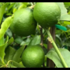 Citrus bearscitron vert 10 l 140-160 cm