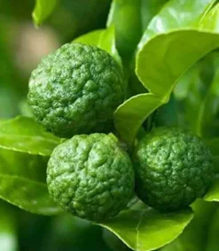Citrus hystrix combava 1 l 0-40 cm