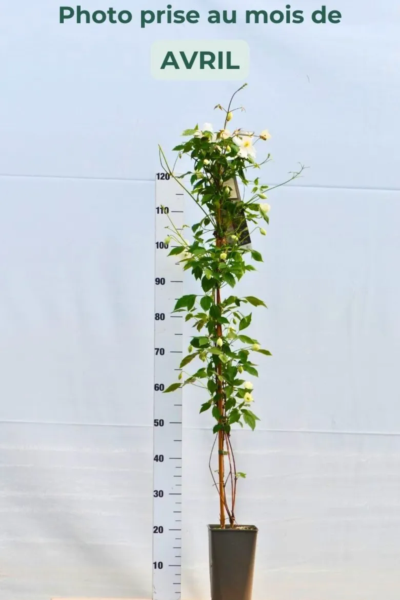 Clématite 'spooneri' taille du pot - en pot de 3 litres