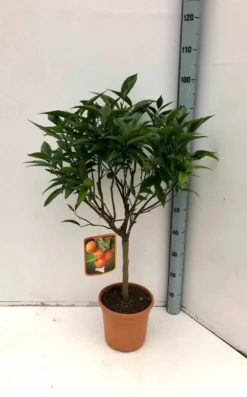 Clémentinier 4 l 30-50 cm