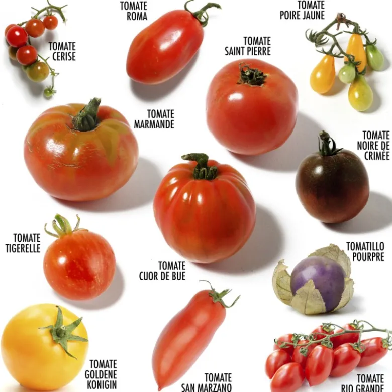 Coffret 12 sachets tomates anciennes