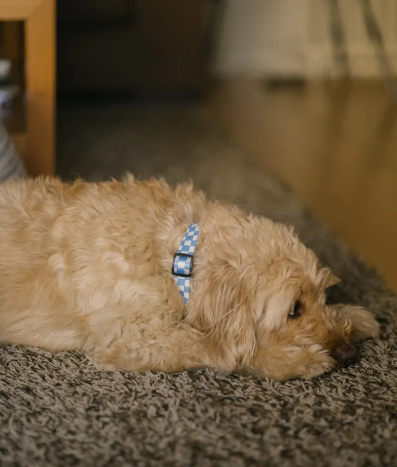Collier pet recyclé xs - bleu
