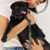 Collier pet recyclé xs - vert