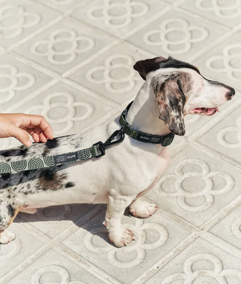 Collier pet recyclé xxs - vert