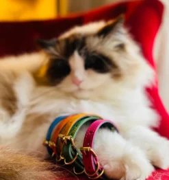 Collier pour chat lynx lynx by maurice en cuir grainé - taille 1 - bleu