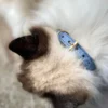 Collier pour chat panthera onca by maurice en nubuck - taille 3 - bleu