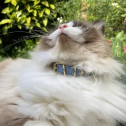 Collier pour chat panthera onca by maurice en nubuck - taille 3 - bleu