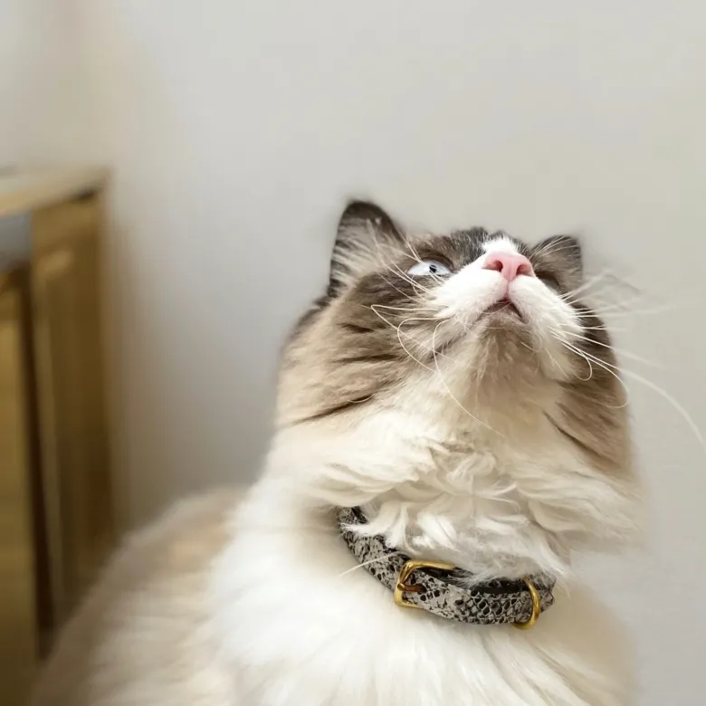 Collier pour chat panthera pardus by maurice en cuir - taille 2 - python