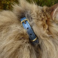 Collier pour chat panthera pardus by maurice en cuir - taille 2 - bleu