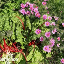 Cosmos sensation en mélange bio