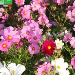Cosmos sensation en mélange bio