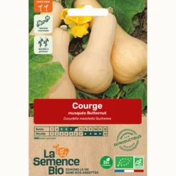 Courge musquée butternut bio