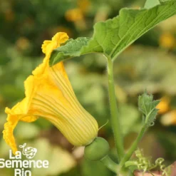 Courge potiron bleu de hongrie bio