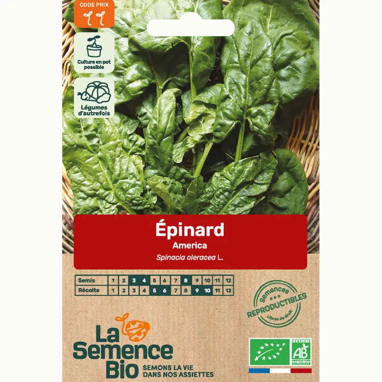 Epinard américa bio