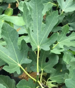Ficus caricafiguier 35 l 200-220 cm