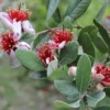 Goyavier du brésil feijoa 12 l 140-160 cm