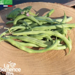 Haricot vert grimpant emerite bio