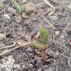 Haricot vert grimpant emerite bio