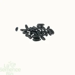 Haricot vert grimpant emerite bio