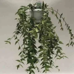 Hoya bella fleur de porcelaine 1 l 30-40 cm