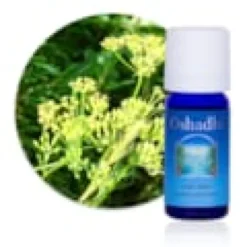 Huile essentielle aneth, plante bio