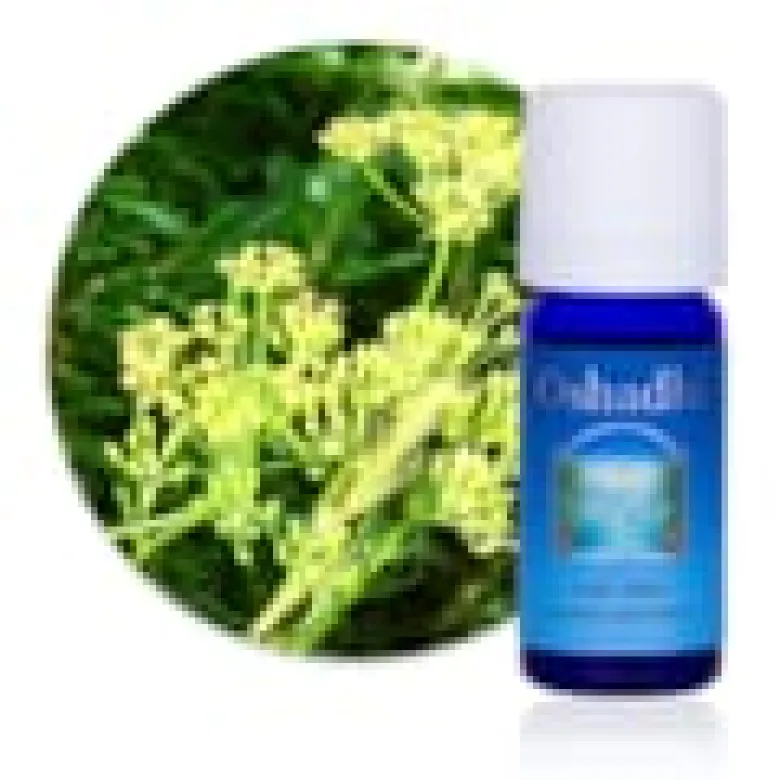 Huile essentielle aneth, plante bio