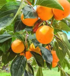 Kaki fuyu 3 l 80-100 cm