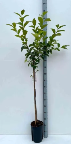 Kaki fuyu 7 l 100-120 cm